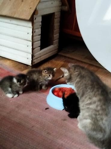 рыжие кошки: Котята домашние, от кошки-окрас табби. На фото помёт разных окрасов: - — 5