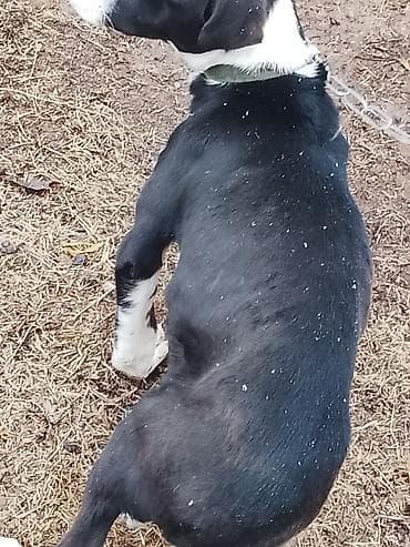 собака мальтипу: Щенок среднего размера, черно-белого окраса с белой маской на морде и — 4