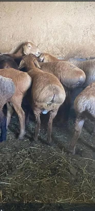 сено измельчител: Продаю | Овца (самка) | Для разведения | Ярка — 3