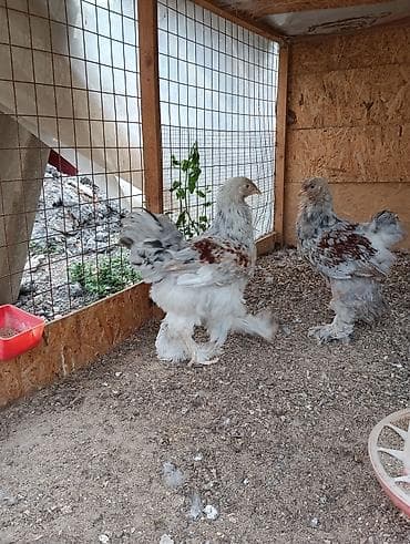 куриц: Продаю | Куры | Брама | Для разведения — 3