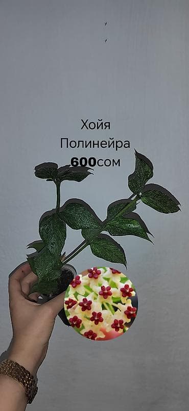 лимон растение: Комнатные растения — саженцы и черенки. 1) Живое дерево (лечебное) — — 8