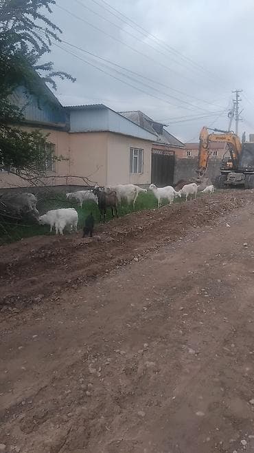 кролик бишкек: Сатам | Улак | Заанен | Көбөйтүү үчүн | Асыл тукумдуу — 2