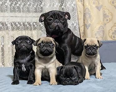 щенки той терьера: Щенки мопса с документами. - Помет из 4 щенков: остались: один — 5