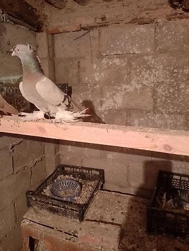 Голуби декоративной породы (махноногие) - Описание: крупные