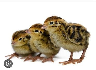 Продаю перепилят суточные! адрес Бишкек РухийМурас at lalafo.kg Продаю перепилят суточные! адрес Бишкек РухийМурас