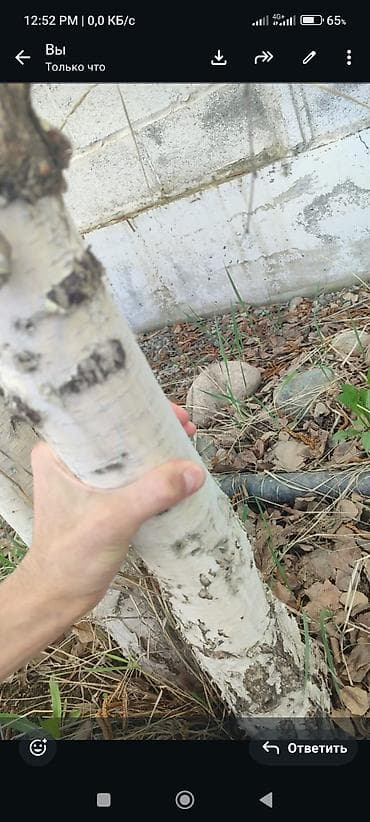 умный лампочка: Саженцы — 2