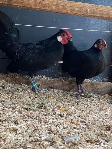 Продам бентамки