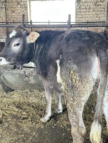 Аквариумы: Продаю | Тёлка | Алатауская — 4