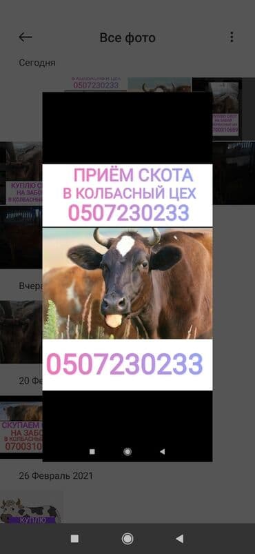 куда отдать собаку бишкек: Куплю | Коровы, быки, Лошади, кони | Круглосуточно, Любое состояние, Забитый — 1