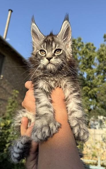 кошка серая: Мейн-кун, 2 месяца, Мальчик, Приучена к лотку, Проглистована, С документами — 3