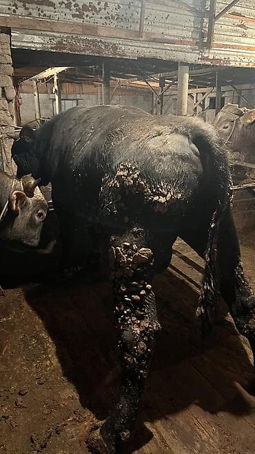 Услуги ветеринара: Продаю | Бык (самец) — 2