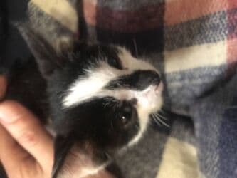 Рыбы: Кошка даром: Беспородная, 2 месяца, Мальчик, Приучена к лотку — 2