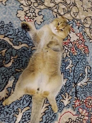 котята простые: Шотландские кошки (скоттиш-фолд и скоттиш-страйт) - Порода — 5