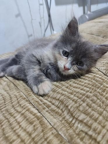 кошка серый: Описание:
- Возраст: 1.5 месяца девочка — 2