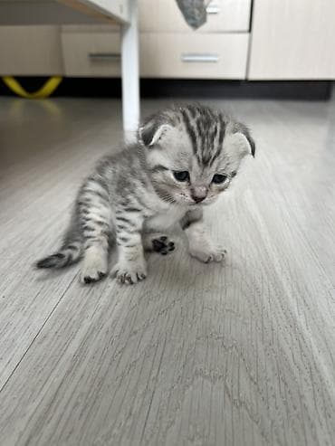 🐾 Продаётся очаровательный котёнок-мальчик 🐾 Родился 15 мая 2026