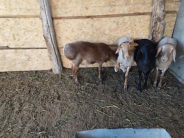 животные кошка: Продаю | Баран (самец) | Арашан — 4
