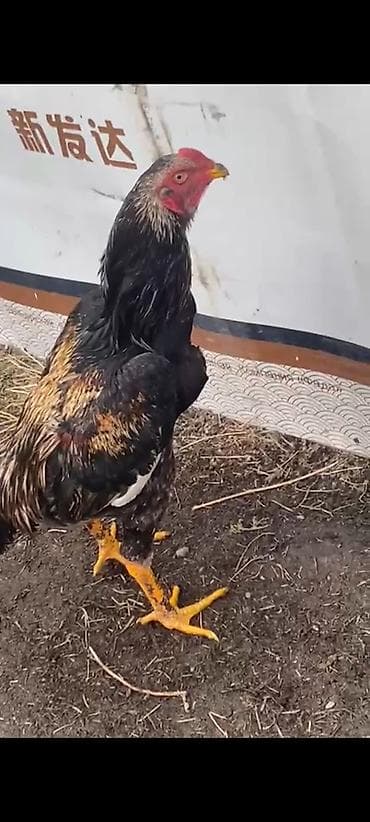 сова живая: Продаю | Петух | Для разведения — 2