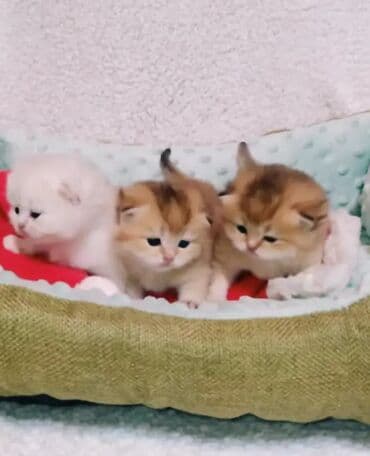 британская кошка серебристая шиншилла: Предлагаем для бронирования чистопородных малышей. Окрас: золотая и — 9