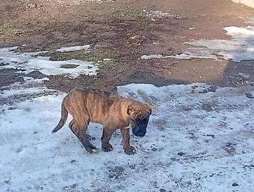 Башка жаныбарлар: Алабай, 2 айлык, Эркек, Ит тегин тастыктоочу документ — 1