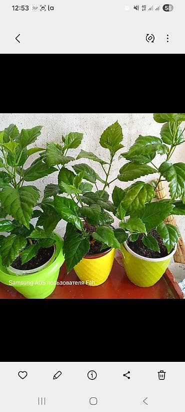 комнатная роза: Хлорофитум и гибискус (китайская роза) в горшках - Хлорофитум — 1