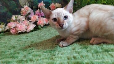 купить породистых котят: Шикарные бенгальские котята 3-4мес. Лучший подарок для любящего — 20