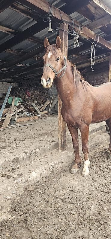 собака маленький: Продаю | Конь (самец), Жеребец | Полукровка, Английская | Для разведения, Конный спорт | Осеменитель — 1