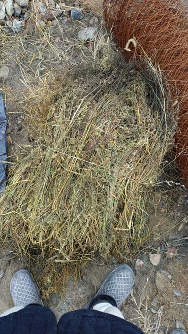 бирки для мрс: Беде сатылат бооланган, 1ООсомдон 100шт бар. Адрес: Баткен — 1