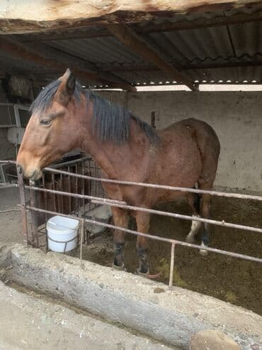 сколько стоит лабрадор собака: Продаю | Кобыла (самка), Жеребец | Для разведения, Конный спорт, На забой | Племенные — 5