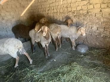 сельскохозяйственные животные продажа: Продаю | Баран (самец) | Матка — 6