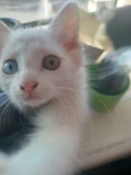 домашние кошки: Ангорская, 2 месяца, Девочка, Белый, Приучена к лотку — 2