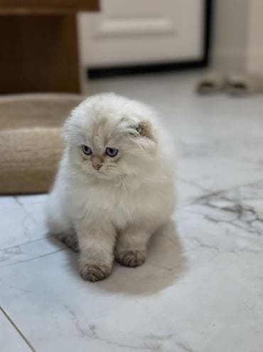 scottish fold: Скотиш Фолд (Шотландская вислоухая), 3 месяца, Мальчик, Золотая шиншилла, Приучена к лотку — 5