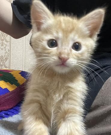 Рыжий котёнок-компаньон - Порода: домашняя короткошёрстная (рыжий at lalafo.kg Рыжий котёнок-компаньон - Порода: домашняя короткошёрстная (рыжий
