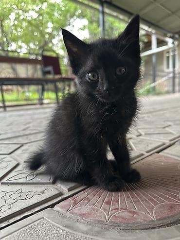 Продажа кошек: Котята, домашние, от кошки-курильский бобтейл. Описание: - Окрас — 9