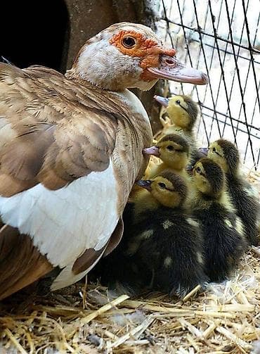 Мускусные утки (индоутки) с выводком утят. Описание: - Порода