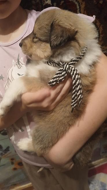 гончий собака: Колли, 1 месяц, Самец, С прививкой — 3