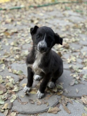 шпиц черный цена: Пристраиваем щенков в хорошие добрые руки. Мама крупная дворняжка — 18