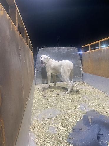 даканы шамо: Алабай, 9 месяцев, Самец — 1