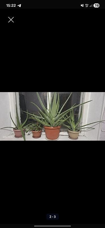 Алоэ: Алое вера 8 летнее сейчас уже отцвел. и срезал ствол — 8