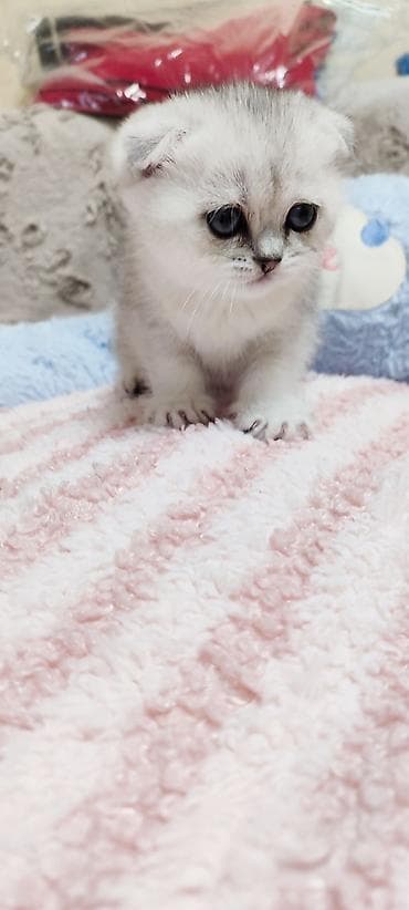 Шотландский котёнок (скоттиш‑фолд мальчик один месяц серебристого