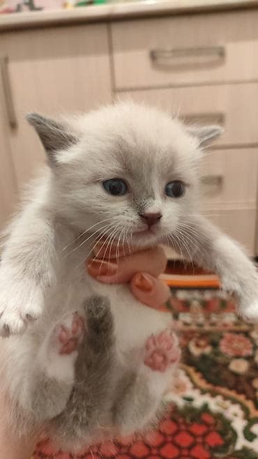 сухое молоко для котенка: Скотиш Страйт (Шотландская прямоухая), 1 месяц, Мальчик, Метис — 1
