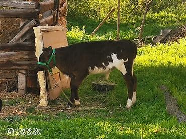 Животные: Продаю | Бык (самец) | Голштин | На откорм — 4