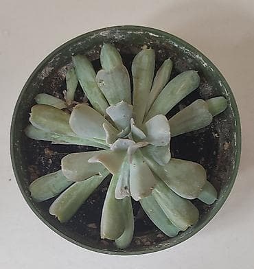 ростовые цветы: Взрослые кусты хавортий самовывоз из Тунгуча или из района Ошского — 3