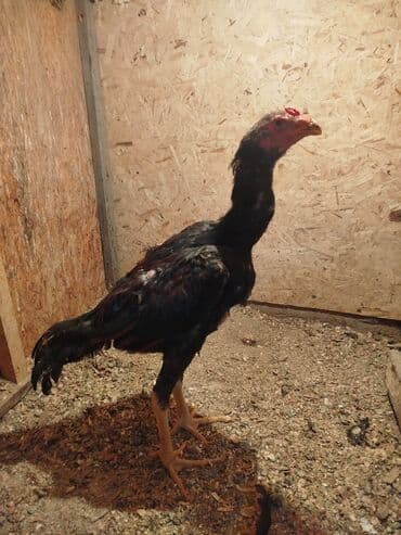 хомяк в бишкеке: Дакан жожо короз сатылат активный алмашу жолдору бар адрес Бишкек — 4