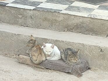 дом для кош: Мышык бекер берилет: Ангор, 4 айлык, Эркек, Лотокко барууга үйрөтүлгөн — 1