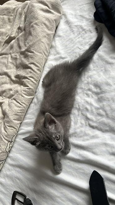 Кошка даром: Беспородная, 2 месяца, Девочка, Приучена к лотку — 4