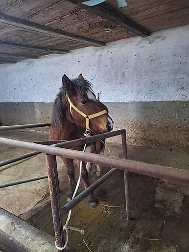 клевер белый: Продаю | Жеребенок | Для разведения — 2