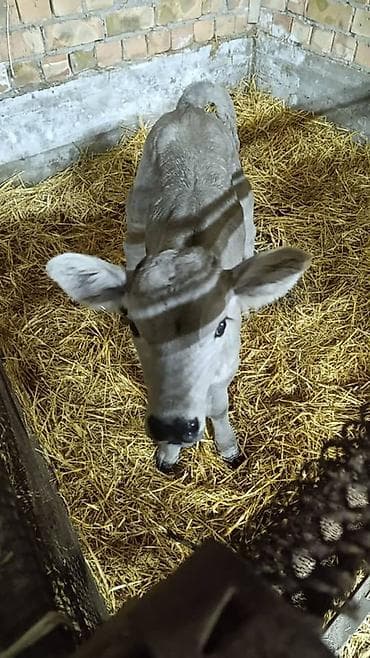 стельная карова: Продаю | Музоо, торпок | На откорм — 2