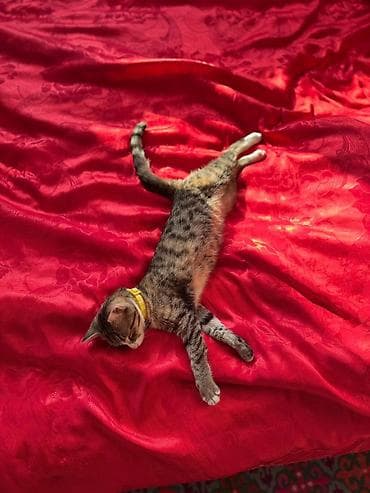 черные коты: 4 месяца, Мальчик, Приучена к лотку, Проглистована, С прививками — 1