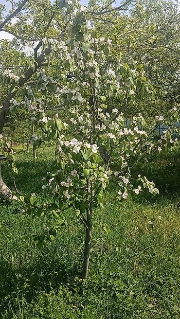 контенеры: Продается два участка. в одном есть времянка небольшая с погребом — 8