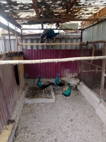 говорящий попугай купить бишкек: Продаю взрослых индийских павлинов — 5